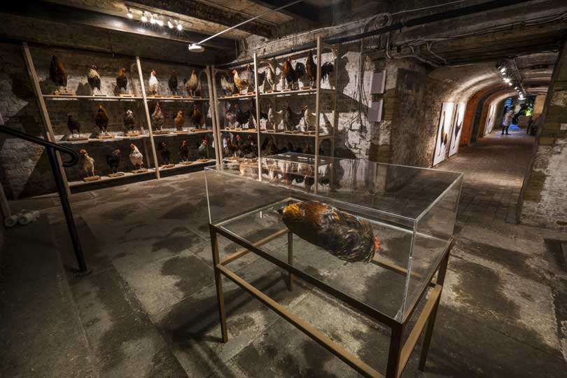 'Darwin's Dream' at The Crypt Gallery, St Pancras Church (installation view)