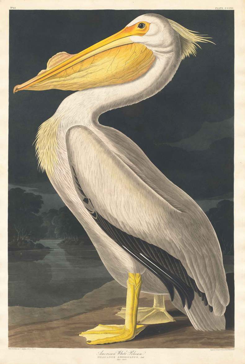 (1836), Robert Havell after John James Audubon.