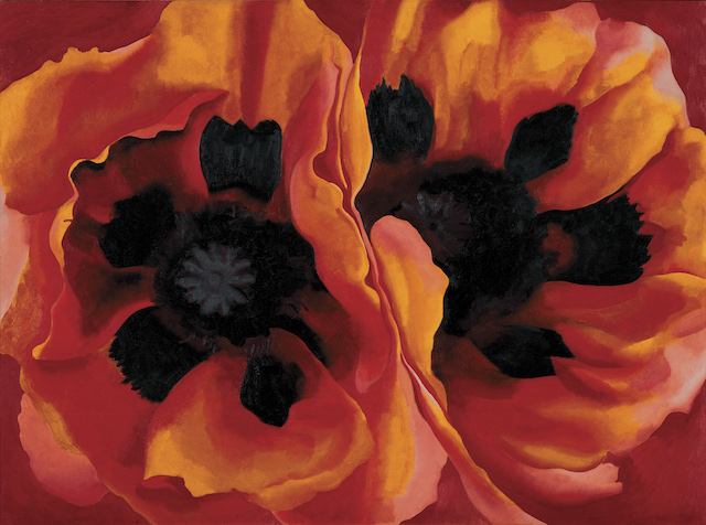 Oriental Poppies