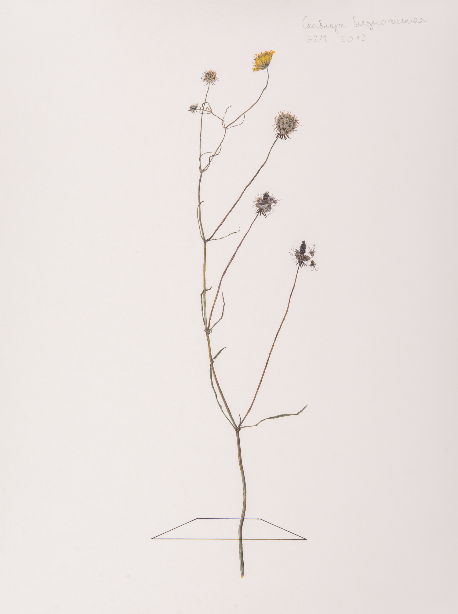 Herbarium (2012–present), Ilya Dolgov
