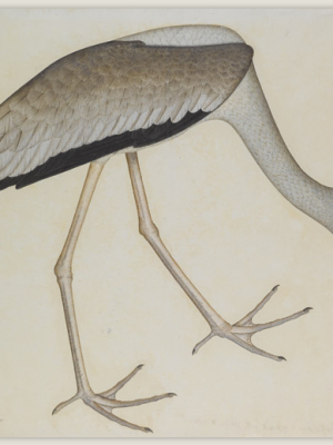 A Study of a Stork (1781) Shaykh Zayn al-Din, Company School, Calcutta. Sotheby's.