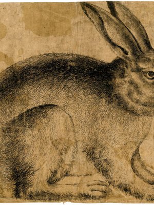 A Rabbit seen in profile (c. 1560–90), artist unknown, Netherlandish. British Museum, London; Courtesy The Trustees of the British Museum