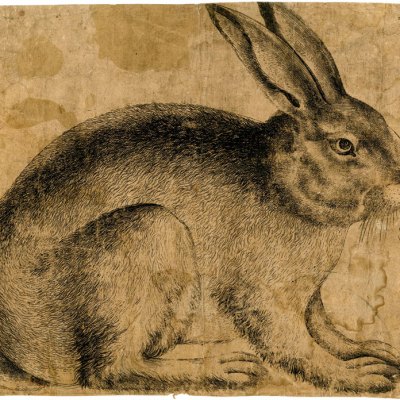 A Rabbit seen in profile (c. 1560–90), artist unknown, Netherlandish. British Museum, London; Courtesy The Trustees of the British Museum
