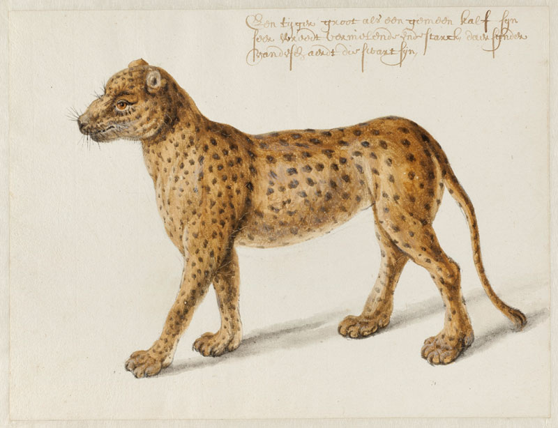 ‘Tastes like chicken.’ Brazilian animals in an Amsterdam art museum