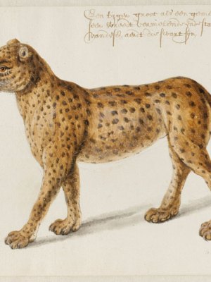 Jaguar (n.d.), Frans Post. Noord-Hollands Archief, Haarlem. Apollo magazine