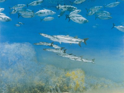 School IV: Barracuda under Skipjack Tuna (1978), Michael Andrews