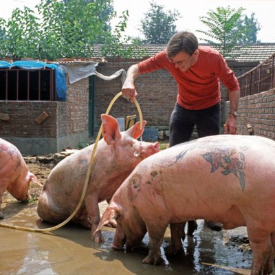 Ant Farm at Yang Zhen (Beijing), China (2003–10), Wim Delvoye. Courtesy Studio Wim Delvoye, Belgium