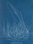 Photographs of British Algae Cyanotype Impressions