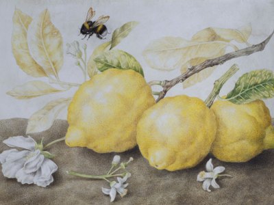 Still Life with Lemons (late 1640s), Giovanna Garzoni. Galerie Sanct Lucas