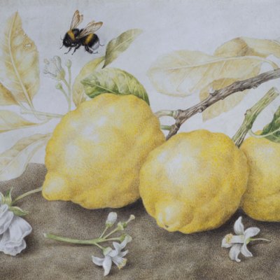 Still Life with Lemons (late 1640s), Giovanna Garzoni. Galerie Sanct Lucas
