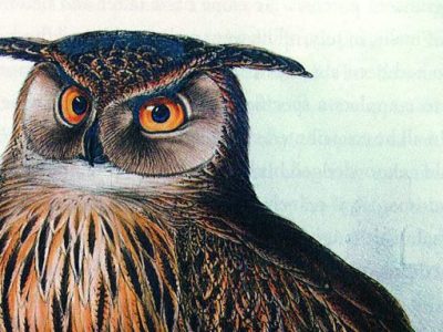 Eagle Owl, Edward Lear.