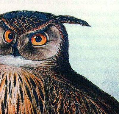 Eagle Owl, Edward Lear.