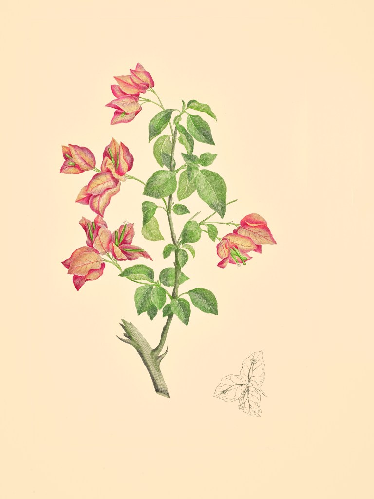 Bougainvillea spectabilis, (1772–84), Gabriel Smith after Sydney Parkinson.