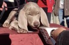 Life of Riley: the MFA mutt makes his first media appearance