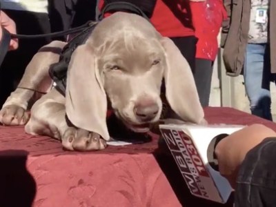 Life of Riley: the MFA mutt makes his first media appearance