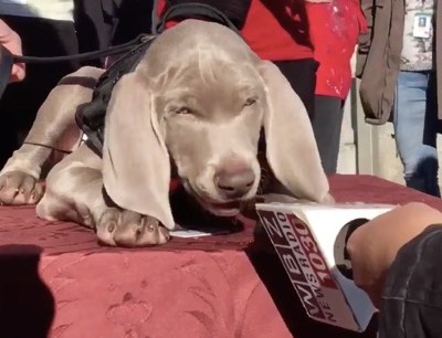 Life of Riley: the MFA mutt makes his first media appearance