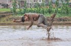 Freedom Farming (2014), Li Binyuan.