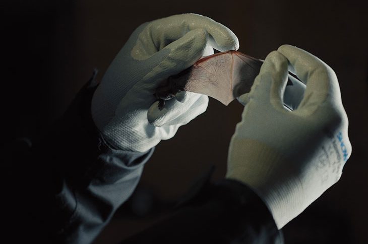 Maeve Brennan puts out a bat-signal for the planet