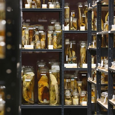 View of the East Wing of the Museum für Naturkunde Berlin in 2013.