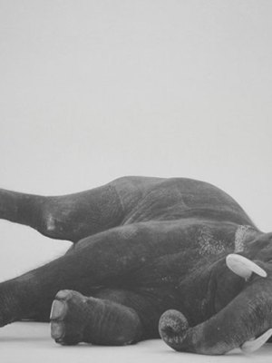 Shooting an Elephant and The Leader (2018), Arin Rungjang.