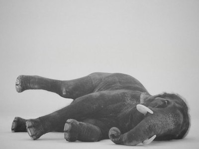 Shooting an Elephant and The Leader (2018), Arin Rungjang.