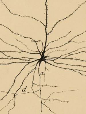 The Pyramidal Neuron of the Cerebral Cortex (1904), Santiago Ramón y Cajal. Cajal Institute (CSIC), Madrid.