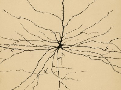 The Pyramidal Neuron of the Cerebral Cortex (1904), Santiago Ramón y Cajal. Cajal Institute (CSIC), Madrid.