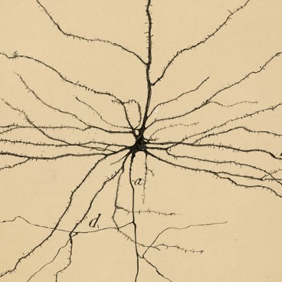 The Pyramidal Neuron of the Cerebral Cortex (1904), Santiago Ramón y Cajal. Cajal Institute (CSIC), Madrid.