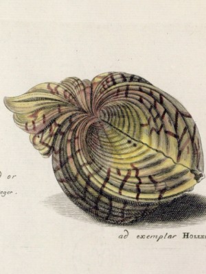 The Lister sisters' handcoloured engraving of a bear paw clam, after Wenceslaus Hollar, published in the 'Historiae Conchyliorum' (1685-92).