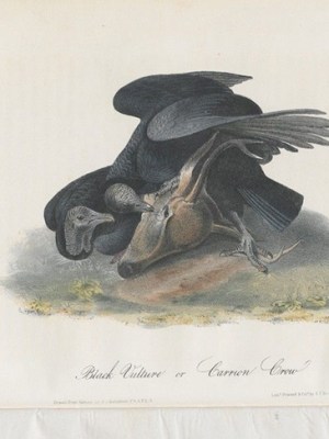The Birds of America, from drawings made in the United States and their territories (1840–44), John James Audubon.