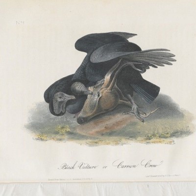 The Birds of America, from drawings made in the United States and their territories (1840–44), John James Audubon.