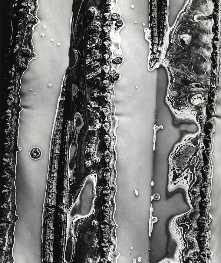 Untitled (c. 1967), Brett Weston.