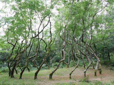 Ash Dome (1977–ongoing), David Nash.