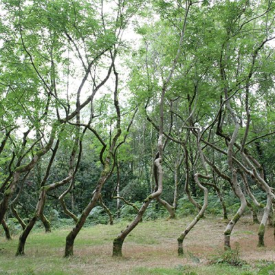 Ash Dome (1977–ongoing), David Nash.