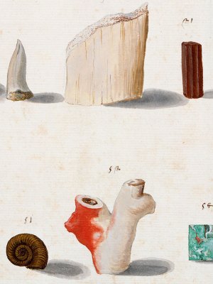 Lapidary and ‘figured’ stones, corals, fossils, semi-precious stones and minerals (c. 1630–40), Vincenzo Leonardi