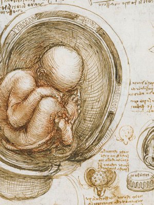 The fetus in the womb (detail; c. 1511), Leonardo da Vinci.
