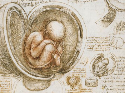 The fetus in the womb (detail; c. 1511), Leonardo da Vinci.