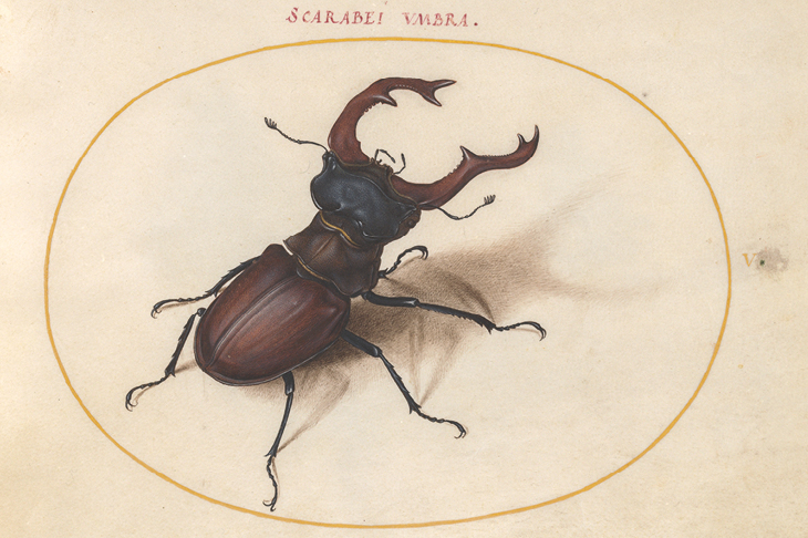 Meet the beetles! The insect drawings of Joris Hoefnagel
