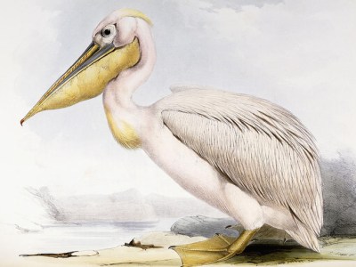 Great White Pelican (Pelecanus onocrotalus), by Edward Lear, from 'The Birds of Europe', by John Gould.