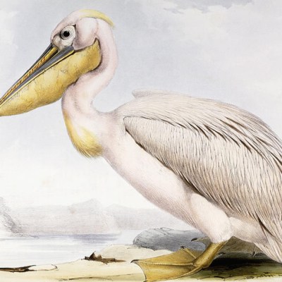 Great White Pelican (Pelecanus onocrotalus), by Edward Lear, from 'The Birds of Europe', by John Gould.