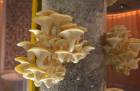 Mushroom installation at V&A