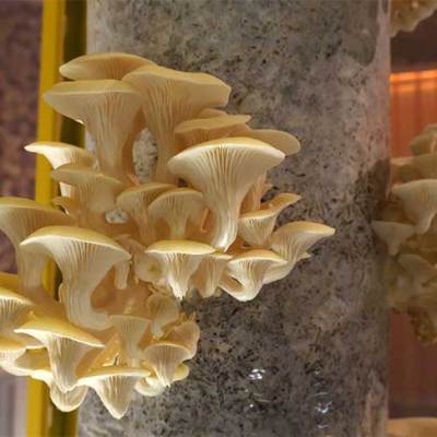 Mushroom installation at V&A