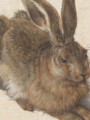 Young Hare (detail; 1502), Albrecht Dürer. Image: © The Albertina Museum, Vienna