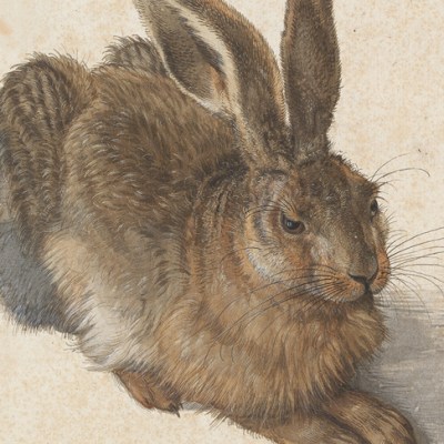 Young Hare (detail; 1502), Albrecht Dürer. Image: © The Albertina Museum, Vienna