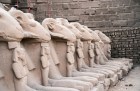 Sandstone ram-headed sphinxes (reign of Ramesses II; c. 1250 BC), from the first court in the Temple of Karnak in modern Luxor. Four of these sphinxes have now been taken to Cairo (photo: January 2020). Photo: © Ivar Sviestins
