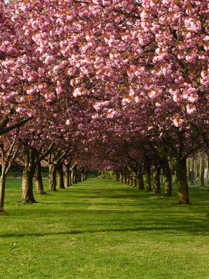 Prunus ‘Kanzan’ (flowering cherry cultivar) on Cherry Esplanade.