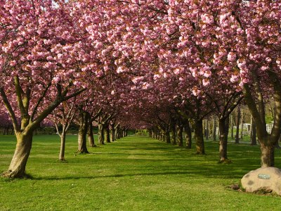 Prunus ‘Kanzan’ (flowering cherry cultivar) on Cherry Esplanade.