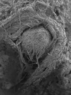 A scanning electron micrograph (SEM) of the cord fragment found at Abri du Maras.