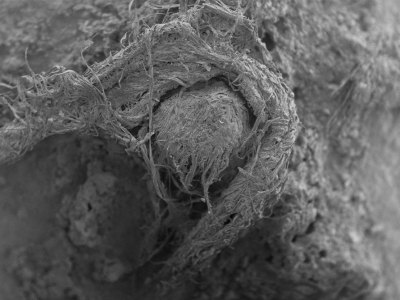 A scanning electron micrograph (SEM) of the cord fragment found at Abri du Maras.