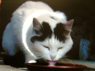 Büsi (video still; 2001), Peter Fischli and David Weiss.